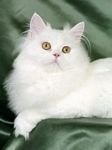 pic for white persian